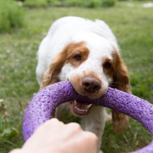 Playing with pet